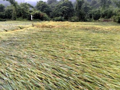 Due to drought like in Vaibhavwadi | वैभववाडीत ओला दुष्काळासारखी स्थिती