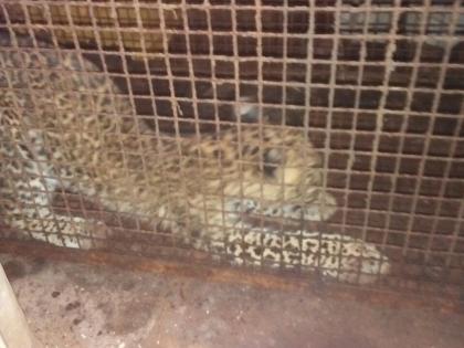 Leopard on one hand, and the other on the cage | बिबट्या एकीकडे, अन् पिंजरा दुसरीकडेच