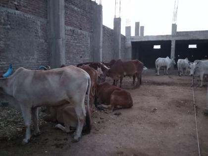  Three slaughter houses in Sillod | सिल्लोडमध्ये तीन कत्तलखान्यांवर धाडी