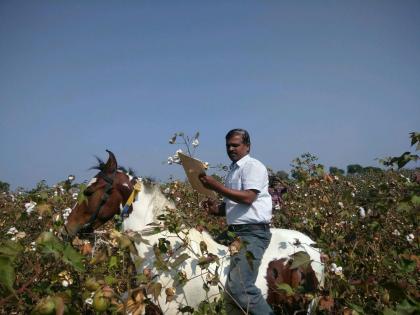  Pony from the horse | घोड्यावरून बोंडअळीचे पंचनामे