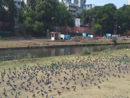 Be careful if you gave grain to pigeons ! | सावधान ! कबुतरांना दाणे टाकणं लोकांच्या जीवावर बेततंय !