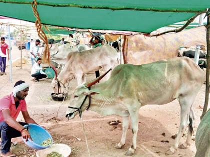 Mhaswad: cattle camp & life of rural drought affected youth in Satara District | मु.पो.म्हसवड : आयुष्य सरळ पण नाय चालत ना?