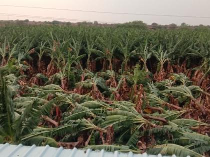 Banana garden landslide due to untimely rains; There was also a loss of agricultural crops | अवकाळी पावसाने द्राक्ष, केळी बागा जमीनदोस्त; शेती पिकांचेही झाले नुकसान