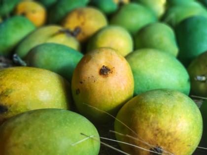 Local mango banished in the course of time! | अवीट चवीचा गावरान आंबा काळाच्या ओघात हद्दपार!