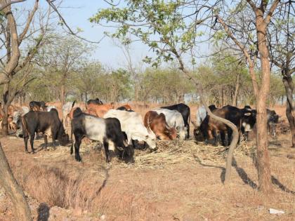 Humanity; Feed and water supply for wildlife at Bardi | माणुसकी; बार्डी येथील वन्यप्राण्यांसाठी केली चारा अन् पाण्याची सोय