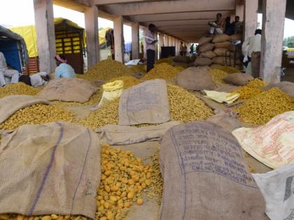 The arrival of turmeric in Hingoli increased; Queues in front of the Agricultural Produce Market Committee | हिंगोलीत हळदीची आवक वाढली; वाहनांच्या कृषी उत्पन्न बाजार समितीसमोर रांगा