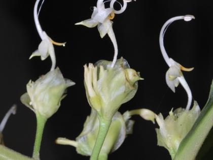 Rare swan flowers were found, claimed to have appeared about 136 years later | दुर्मीळ असणारी 'हंस' फुले आढळली, सुमारे १३६ वर्षांनंतर दिसल्याचा दावा