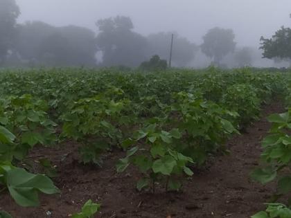 Fogg in many district of maharashstra , As rainy season ended winter start? | महाराष्ट्रात काही जिल्ह्यात दाट धुके; पावसाळा संपून थंडी सुरु होणार का?