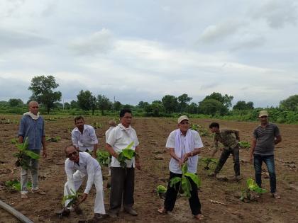 The farmers of Anturli uprooted it and threw it away | अंतुर्ली येथील शेतकऱ्यांनी उपटून फेकली केली