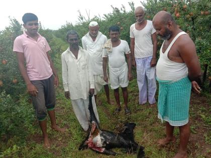 Leopard-like animals roam the Patwardhan Kuroli area; Two goats | पटवर्धन कुरोली परिसरात बिबट्या सदृश्य प्राण्यांचा वावर; दोन शेळ्या केल्या फस्त