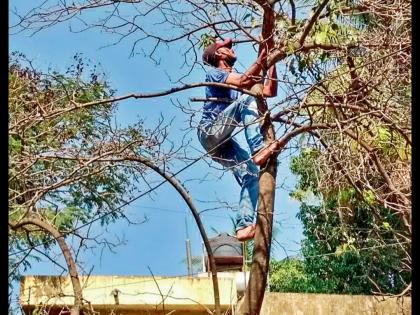 Removal of rare varun trees due to removal of bandgul; There are only 2 trees left in Pune city now | बांडगुळ काढल्यामुळे दुर्मीळ वरूण वृक्षांना जीवदान; पुणे शहरात आता उरले फक्त 2 झाडे