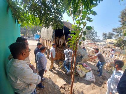 36 donkeys from Pandharpur got up which is famous as a place of cool air | पंढरपूरची ३६ गाढवे निघाली थंड हवेच्या ठिकाण म्हणून प्रसिद्ध असलेल्या उटीला