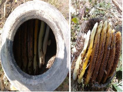 Prosperity of legumes! The lockdown resulted in a maximum of eight beehives found in the field | रानमेव्याची समृद्धी ! लॉकडाऊनने झाली कमाल, शेतात आढळल्या मोहळाच्या आठ पोळ्या