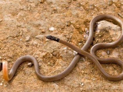 Giving life to the rare ‘powla’ snake in the chikhali; Wildlife conservationists of 'World for Nature' released in Tamhini Ghat | चिखलीत दुर्मिळ 'पोवळा' सापाला 'वर्ल्ड फॉर नेचर'च्या संरक्षकांमुळे मिळाले जीवनदान