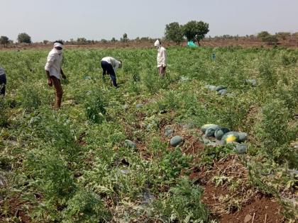 Traders turn their backs on watermelon buying; Hit the farmers | व्यापाऱ्यांनी फिरविली टरबूज खरेदीकडे पाठ ; शेतकऱ्यांना फटका