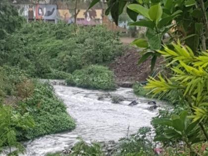 World Biodiversity Day: 27,000 trees planted on small canal water: 'Green Thumb' initiative | वर्ल्ड बायोडायव्हर्सिटी डे' : नाल्याच्या पाण्यावर पोसली २७ हजार झाडांची वनराई : 'ग्रीन थंब'चा उपक्रम