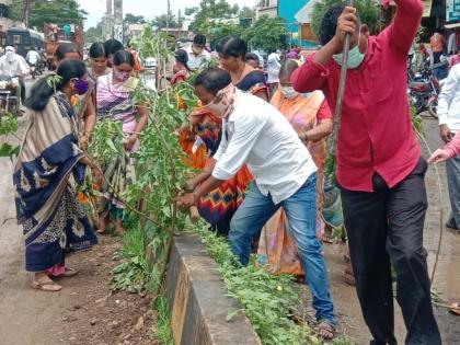 Patholes on roads in Risod city, People Protest | रिसोड शहरात रस्त्यावरील खड्ड्यांमध्ये लावली बेशरमची झाडे