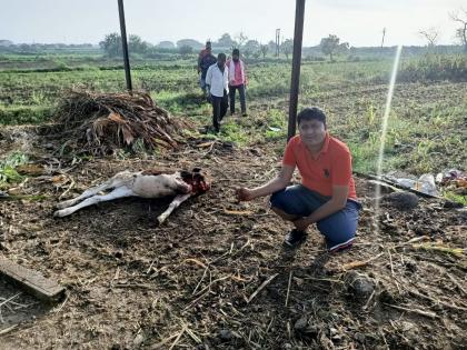 Big news; Second leopard attack in Shirapur; The two-year-old calf was torn and eaten | मोठी बातमी; शिरापुरात बिबट्याचा दुसरा हल्ला; दोन वर्षांच्या वासराला फाडून खाल्ले