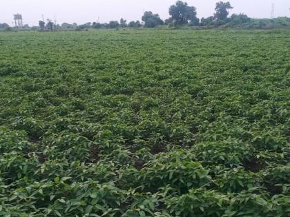 Satisfactory crop conditions in Murtijapur taluka; Sowing on 97% of the area | मूर्तिजापूर तालुक्यातील पीक परिस्थिती समाधानकार; ९७ टक्के क्षेत्रावर पेरणी