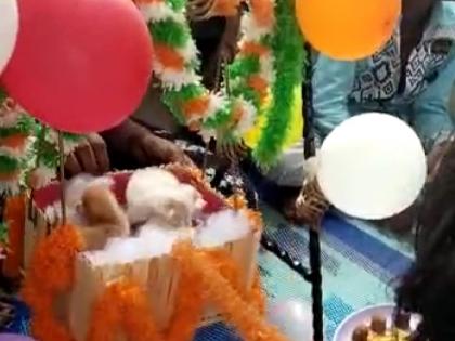 'Hatke' name celebration of animal lovers in pimpri | हौशी प्राणीमित्रांचं 'हटके' सेलिब्रेशन; चक्क गोंडस मांजरांच्या पिल्लांचं केलं बारसं