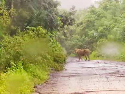 Leopard sighting in the Dattadham temple area of Sulibhanjan | सुलीभंजन परिसरात बिबट्याचे पर्यटकांना जवळून दर्शन