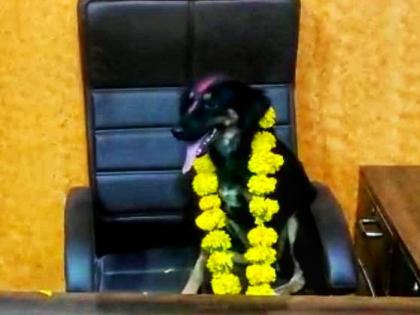 Sarpanch absent for two years; The villagers protested by placing a dog on the sarpanch's chair | दोन वर्षापासून सरपंच गैरहजर; सरपंचाच्या खुर्चीवर कुत्रा बसवून ग्रामस्थांनी केला निषेध