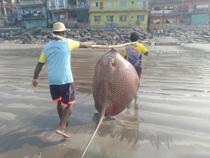 Fishermen of Bhayander were caught 100 kg stingray fish | भाईंदरच्या मच्छीमारांच्या गळाला लागला 'वाघ्या पाकट' मासा