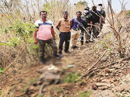 Ratnagiri news: Leopard found dead in Kundi Sahyadri Tiger Reserve | Ratnagiri news: कुंडी सह्याद्री व्याघ्र प्रकल्पात आढळला मृतावस्थेत बिबट्या