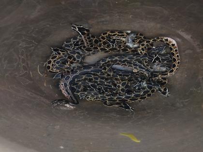 A venomous snake gave birth to 24 cubs in an apartment in Nashik Rescued by snake friends | नाशिकच्या एका अपार्टमेंटमध्य विषारी घोणस सापाने दिला २४ पिल्लांना जन्म; सर्पमित्रांनी केले रेस्क्यू