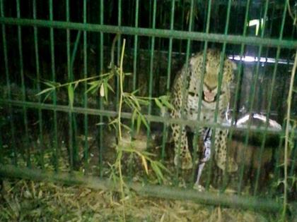 Deur Khurd trapped a leopard in a cage, the villagers breathed a sigh of relief | देऊर खुर्द शिवारात बिबट्या पिंजऱ्यात अडकला, ग्रामस्थांनी मोकळा श्वास घेतला 