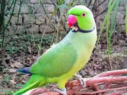 Your parrot whistles bother us senior citizens of Pune complain to the police | 'तुमच्या पोपटाच्या शिट्ट्यांचा आम्हाला त्रास होतो', पुण्यातील ज्येष्ठ नागरिकाची पोलिसात तक्रार