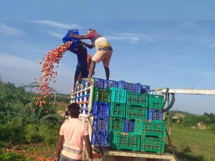  In Andhra Pradesh's Kurnool district, farmers threw tomatoes on the road as they were priced at Rs 2 per kg  | खेळ नियतीचा! टोमॅटोला दोन रूपयाचा 'भाव', शेतकऱ्यांवर रस्त्यावर फेकून देण्याची वेळ 