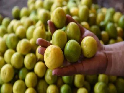 Jalgaon worth rs Six thousand lemons were stolen from a farm near Jamneran | जळगाव : जामनेरनजीक शेतातून सहा हजारांचे लिंबू चोरीस