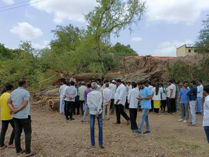 Tributes to that tree and birds from the people of Indapur; Demand to file a case of wildlife killing against the principal | मुख्याधिका-यांवर वन्यजीव हत्येचा गुन्हा दाखल करा; 'त्या' वृक्षाला व पक्ष्यांना इंदापूरकरांकडून श्रध्दांजली