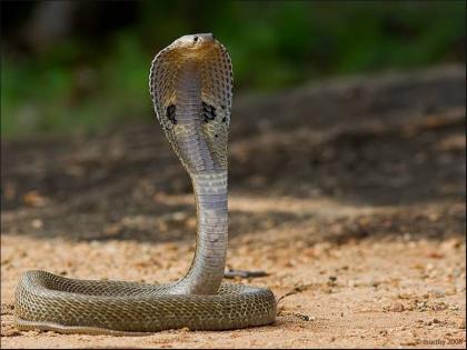 Hey rains ... take care of yourself from the snake | आला पावसाळा.. सापापासून स्वत:ला सांभाळा