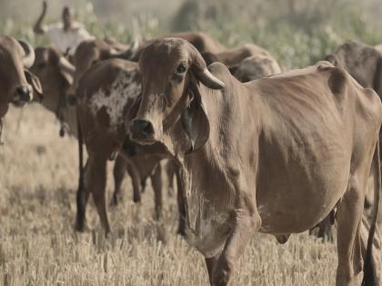 IIT-Delhi gets 50 proposals for research on cow milk, urine, dung and ghee | पंचगव्यावरील संशोधनासाठी आयआयटी दिल्लीकडे 50 प्रस्ताव