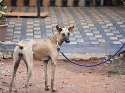 200 rupees fine for bringing dogs to defecate in public places | सार्वजनिक ठिकाणी कुत्र्यांना शौचासाठी आणल्यास २०० रुपये दंड