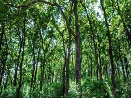 Forest and tree area in India increased by 1445 sq km | ग्लोबल वॉर्मिंगमुळे जग हैराण, भारतात मात्र वाढली हिरवळ! Forest and tree area in India increased by 1445 sq km | ग्लोबल वॉर्मिंगमुळे जग हैराण, भारतात मात्र वाढली हिरवळ!