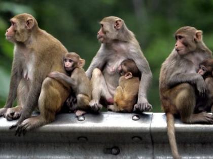 Nine monkeys died due to lightning strike on pimpal tree | पिंपळाच्या झाडावर वीज काेसळल्याने नऊ माकडांचा मृत्यू