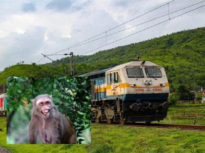 The Awadh Express from Mumbai got stuck in the forest for 2 hours due to the monkeys | मर्कटलीला! माकडांच्या उचापतींमुळे जंगलात २ तास अडकली मुंबईहून निघालेली अवध एक्स्प्रेस 