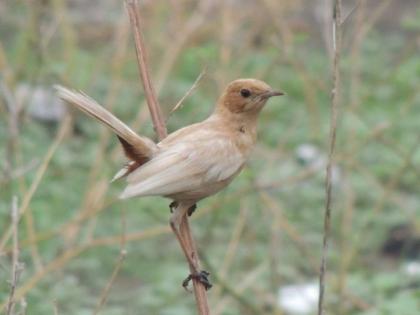 Pale brown indian robin found in Akola | अकोल्यात आढळला भुरकट रंगाचा चिरक पक्षी