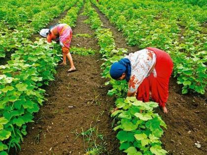 Akola : The first indigenous BT cotton crop to flower! | पहिली देशी बीटी कपाशी आली फूल-पात्यावर!