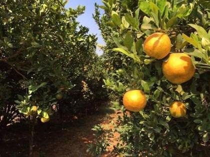 With orange cluster, Nagpuri orange will come into the global market | संत्रा क्लस्टरने नागपुरी संत्रा जागतिक बाजारपेठेत येणार