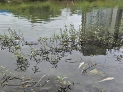 Hundreds of fish die in Mula River due to contaminated water | दूषित पाण्यामुळे मुळा नदीत शेकडो माशांचा मृत्यू;गंभीर प्रदूषण व चुकीच्या प्राधान्यक्रमाचा परिणाम