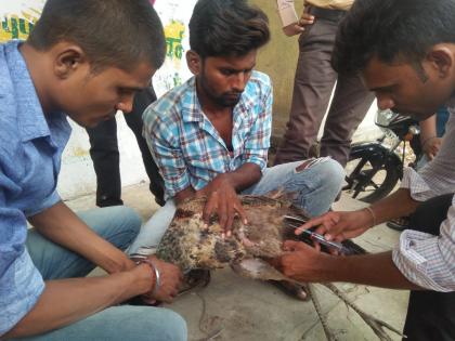 injured Peacock treatment survive life | जखमी मोराचे वन्यजीवरक्षकांनी वाचविले प्राण 