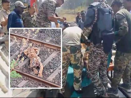 Injured tigress blocked the railway track for seven hours On the Tumsar Tirodi railway line | जखमी वाघिणने सात तास रेल्वे मार्ग अडविला; घटनास्थळी मोठा ताफा