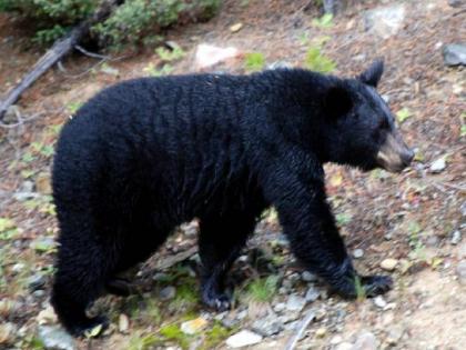 One seriously injured in bear attack, second such incident in three months |  अस्वलाच्या हल्ल्यात एकजण गंभीर जखमी, तीन महिन्यातील दुसरी घटना