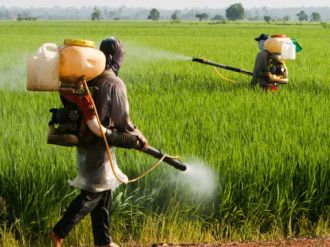 Fatality of pesticide is determined | कीटकनाशक फवारणी ठरतेय जीवघेणी