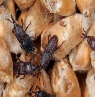 रवा-विविध प्रकारच्या डाळींमध्ये किडे-अळ्या होतात? ७ सोपे उपाय, वर्षभर चांगले राहील धान्य