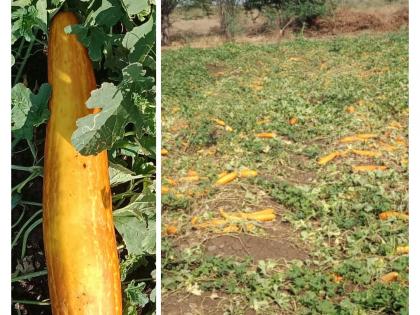 CoronaVirus: Corona effect ... Cucumber became a pumpkin due to lack of sales,News's farmer upset | CoronaVirus : कोरोनाची कमाल... विक्रीच नसल्याने काकडीचा झाला भोपळा